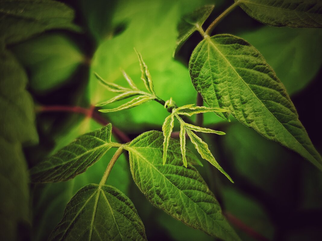 **** - Алексей Архипов