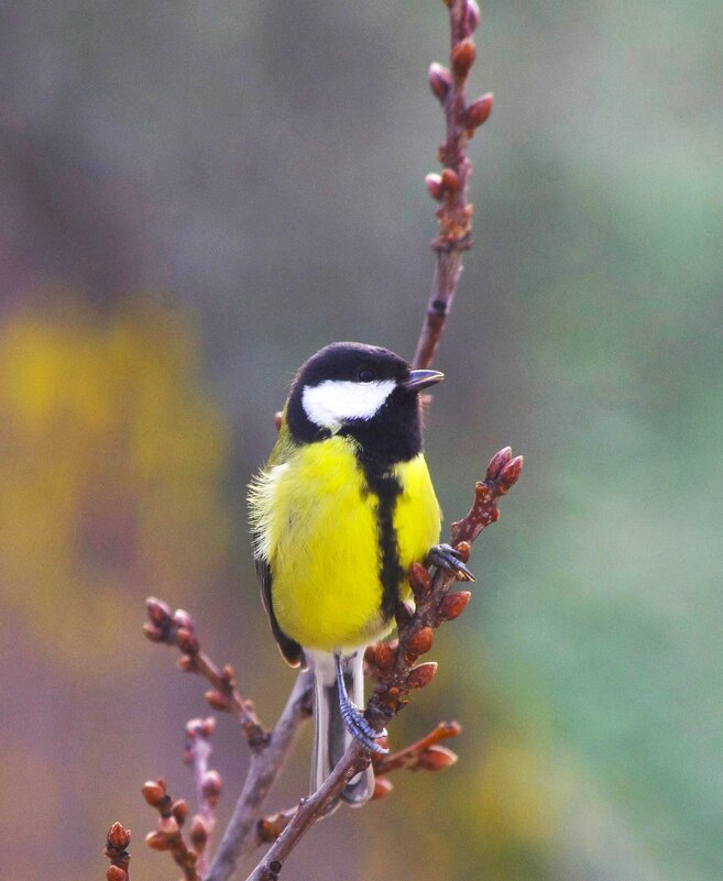 Весна... то-ли лето ? - Юрий Куликов Весна... то-ли лето ? - Юрий Куликов