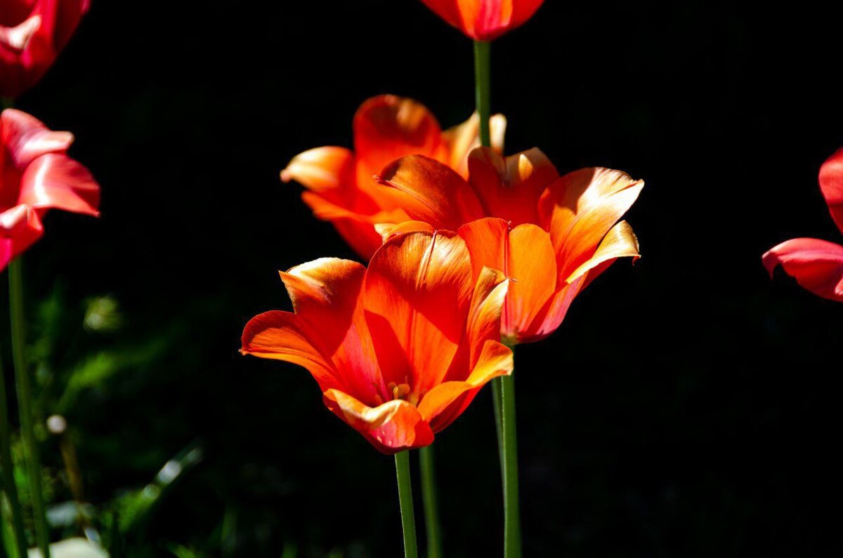 Тюльпаны - Анастасия Попова