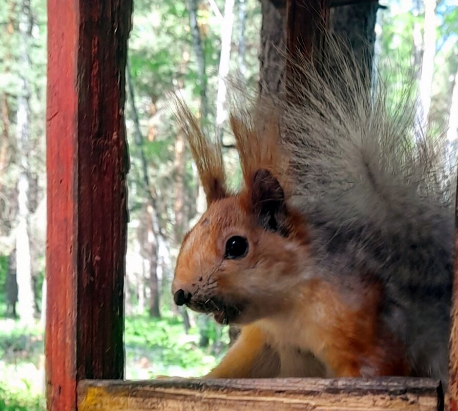 "Меняем шубку , да , а что нельзя ? " - Мила Бовкун "Меняем шубку , да , а что нельзя ? " - Мила Бовкун