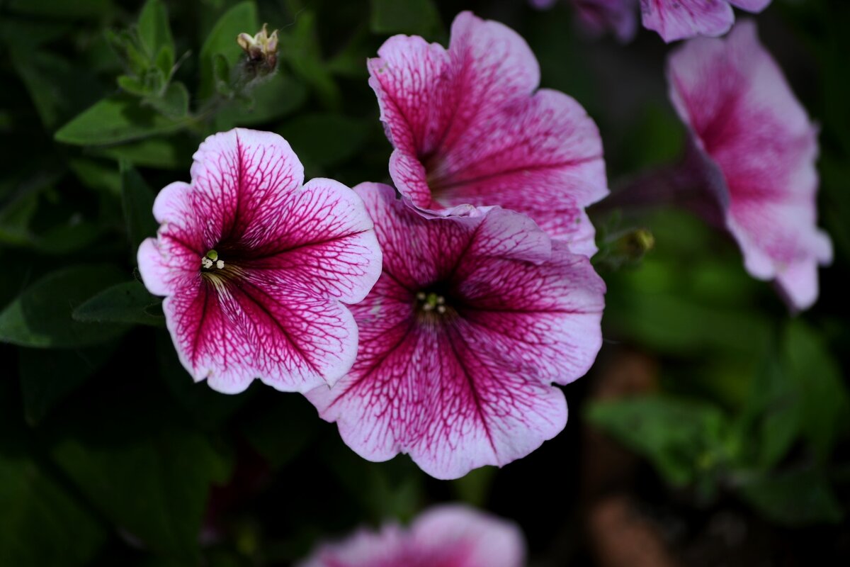 Петуния - Татьяна Евдокимова Петуния - Татьяна Евдокимова