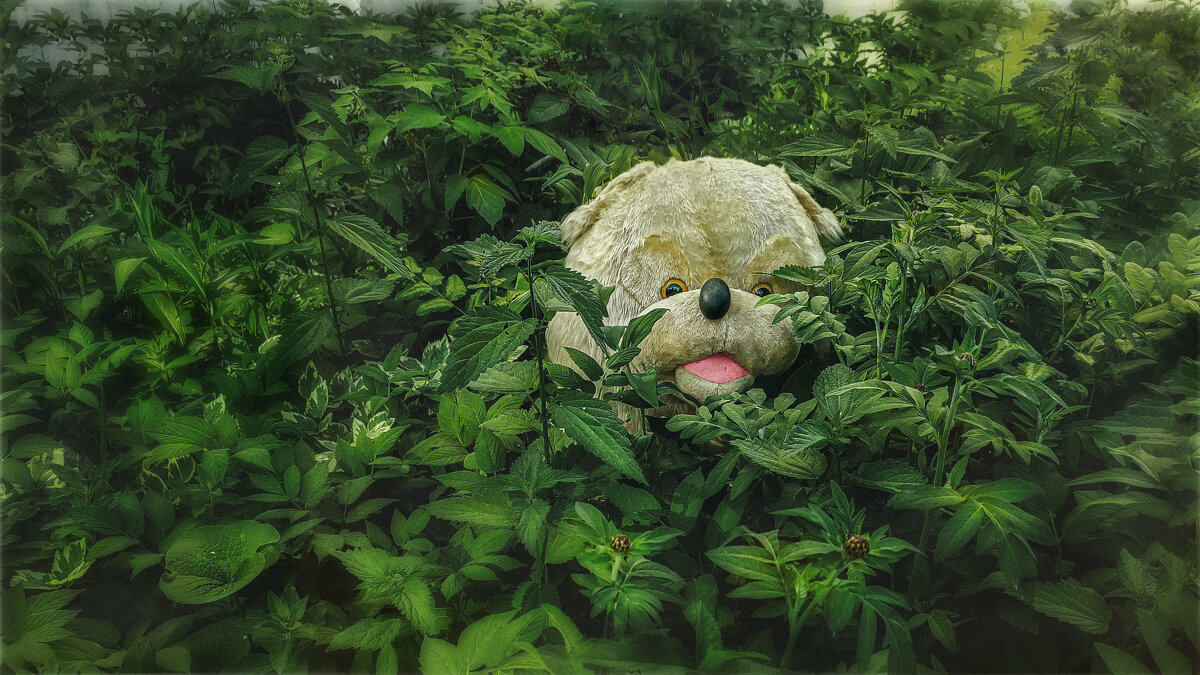 "Прятки" или "Рекордный урожай крапивы в этом году" ..) - AZ east3 "Прятки" или "Рекордный урожай крапивы в этом году" ..) - AZ east3