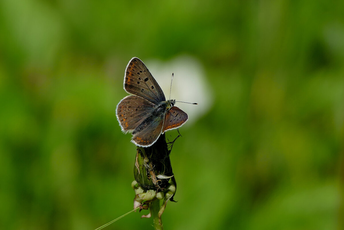Бабочки, снятые вчера 3 - Александр Прокудин Бабочки, снятые вчера 3 - Александр Прокудин