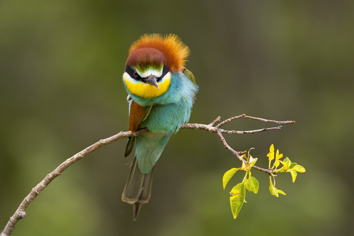 *** - Валерий Черняк