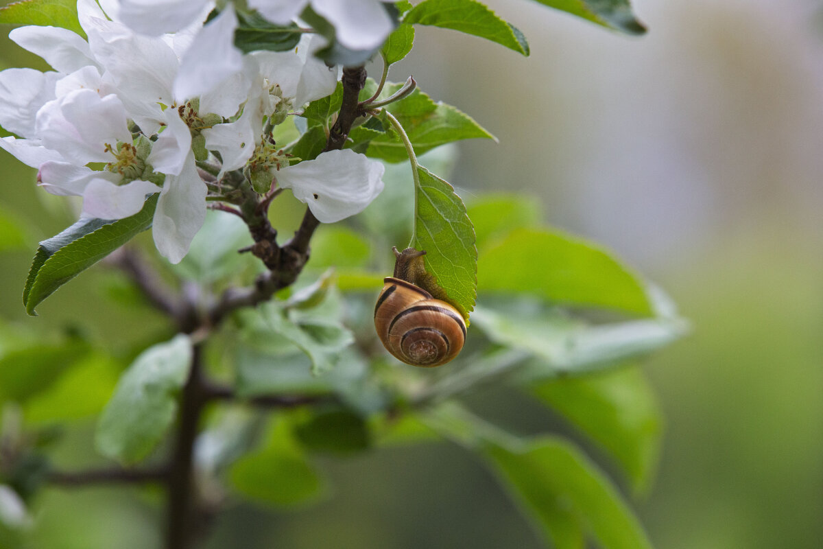 за цветами - Александр Александр за цветами - Александр Александр