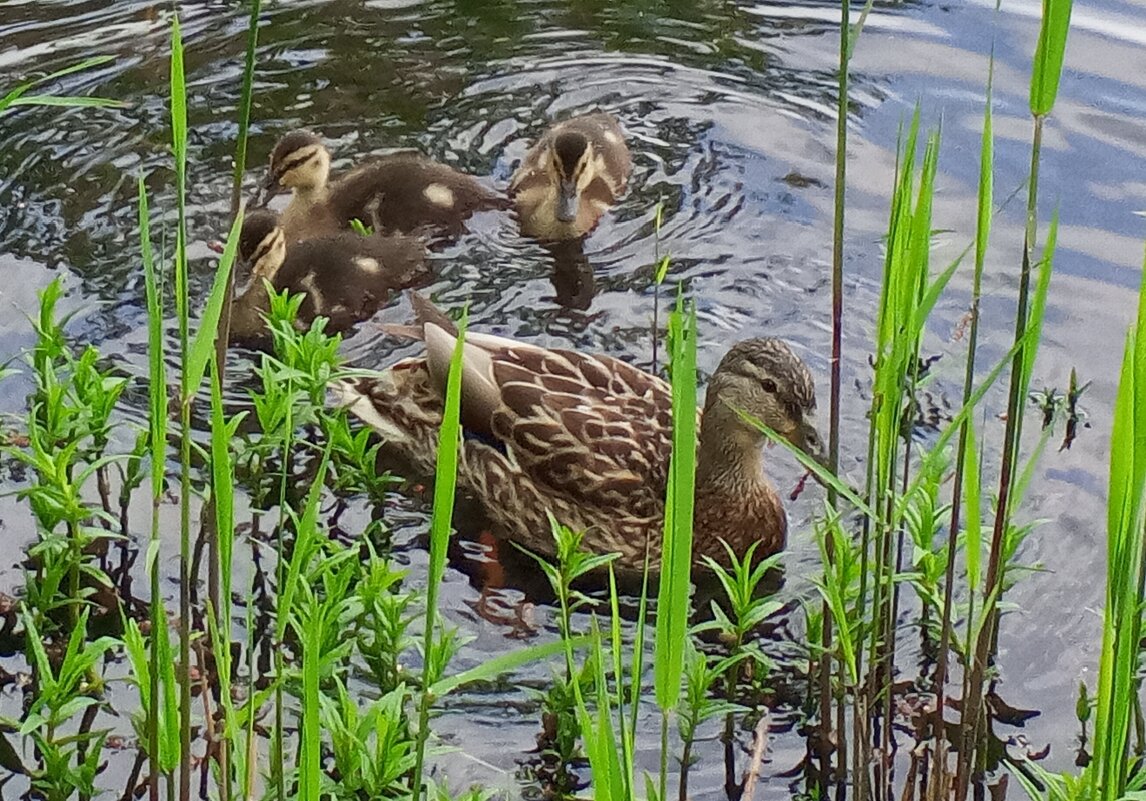 Утята - Сапсан 