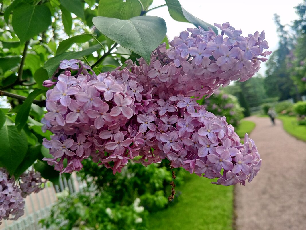 Сирень - Сапсан 