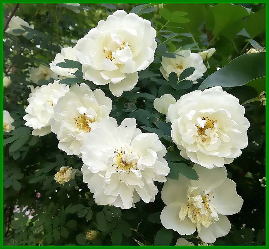 «Роза морщинистая Альба» - Ольга Довженко «Роза морщинистая Альба» - Ольга Довженко