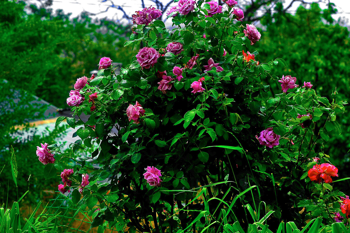 Сиреневый куст - Юрий Гайворонскiий Сиреневый куст - Юрий Гайворонскiий
