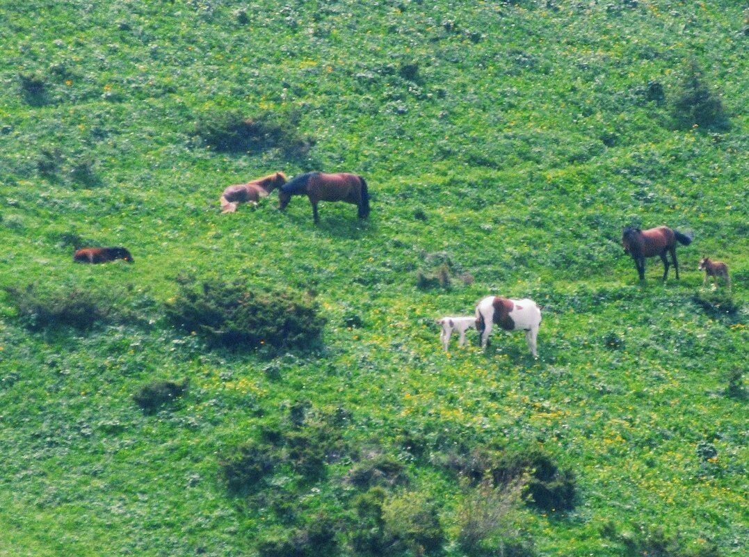 На джайляо - Георгиевич 