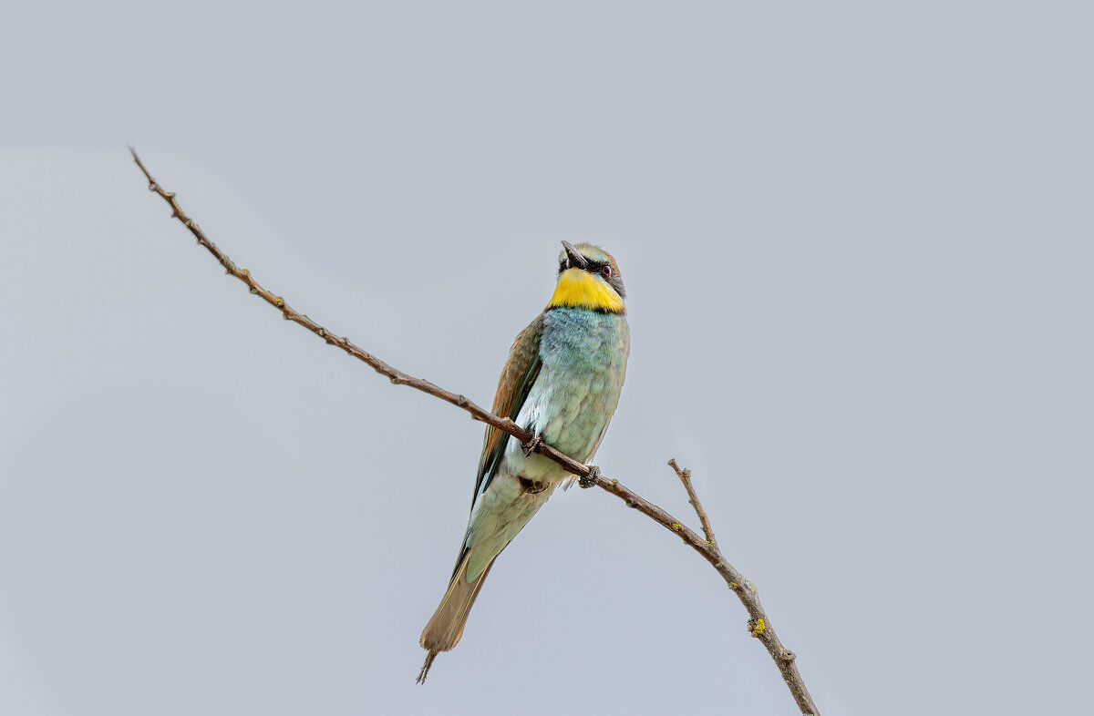 золотистые щурки - юрий макаров