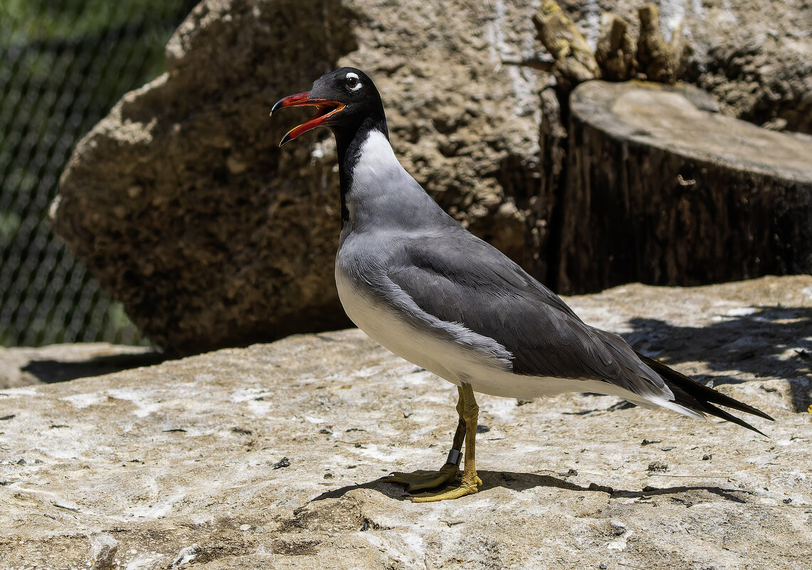 Белоглазая чайка. - Alexander Amromin