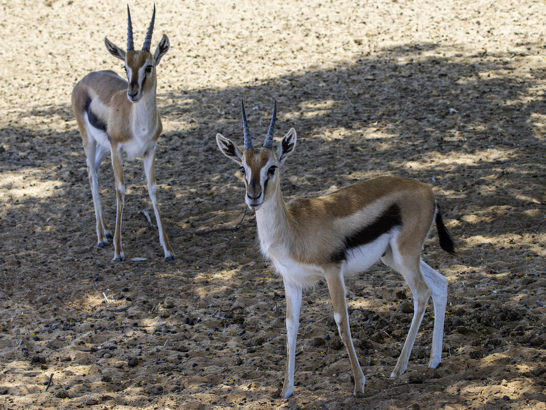 Газель Томсона. - Alexander Amromin