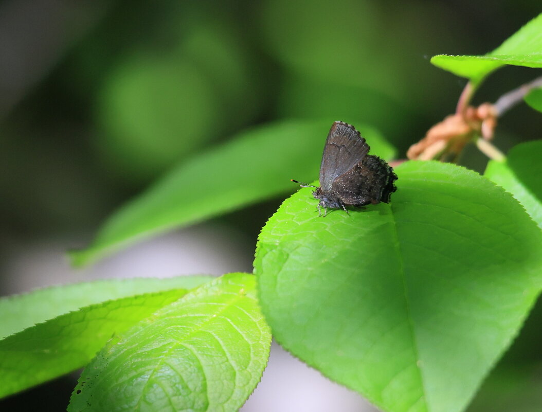 Альбергия Фривальдского - Владилен Панченко