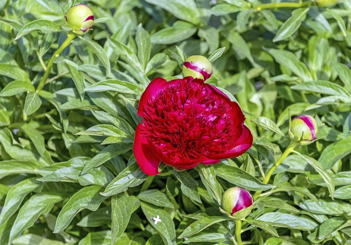 Первый пошёл - Валерий Иванович Первый пошёл - Валерий Иванович