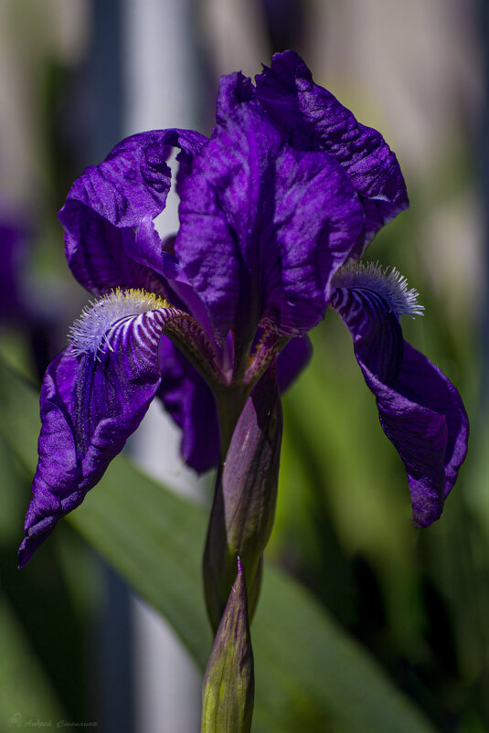 Ирис - Андрей + Ирина Степановы Ирис - Андрей + Ирина Степановы