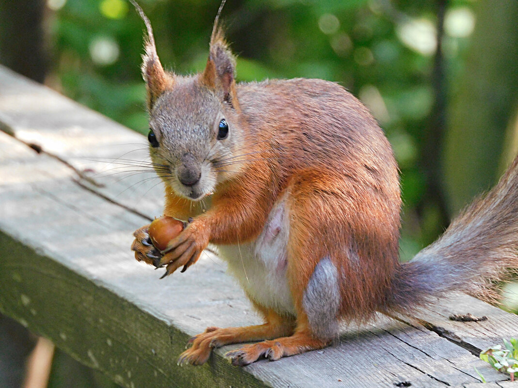 Белка - Лина 