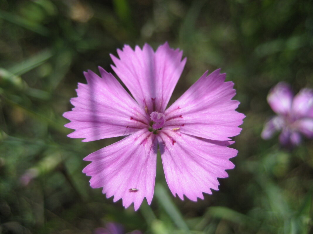 Гвоздика - Anna Ivanova Гвоздика - Anna Ivanova