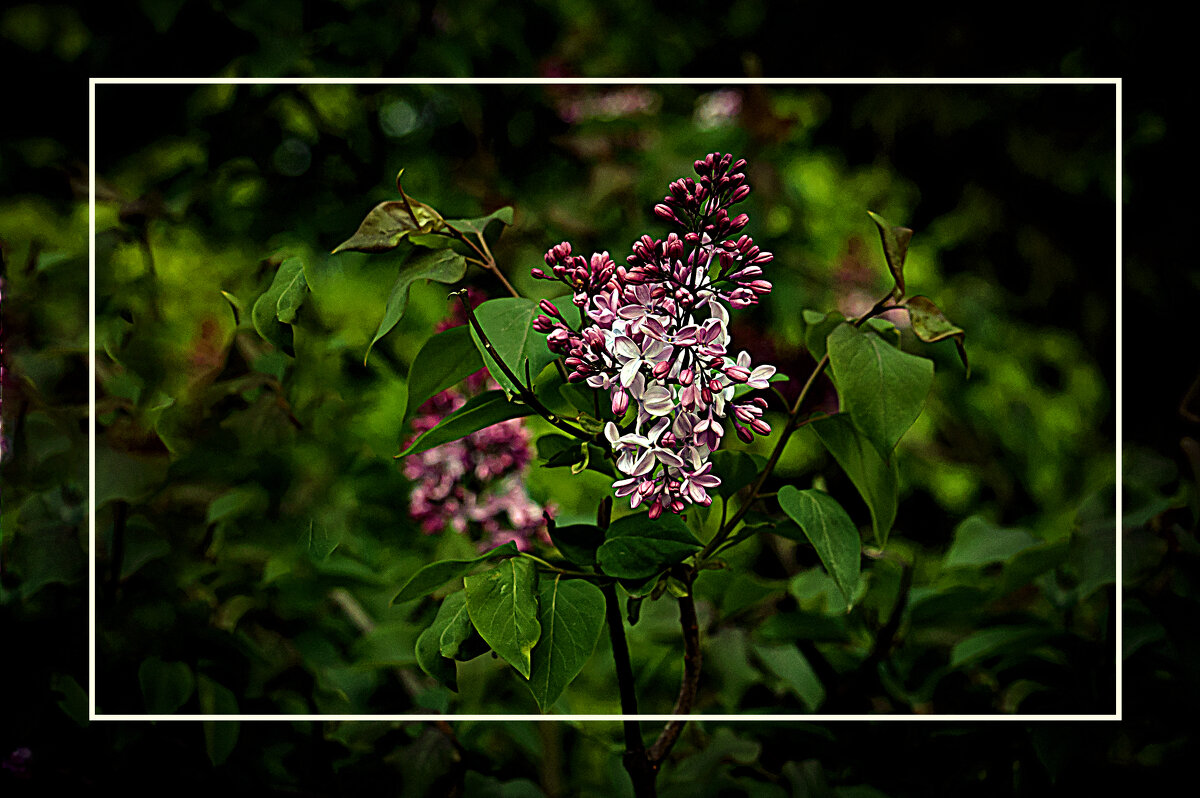 Сирень - Владимир Кроливец