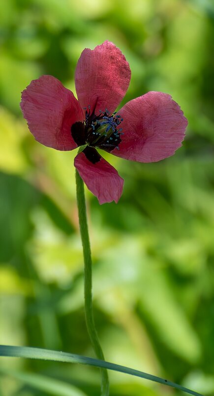 Мак - Игорь Сикорский