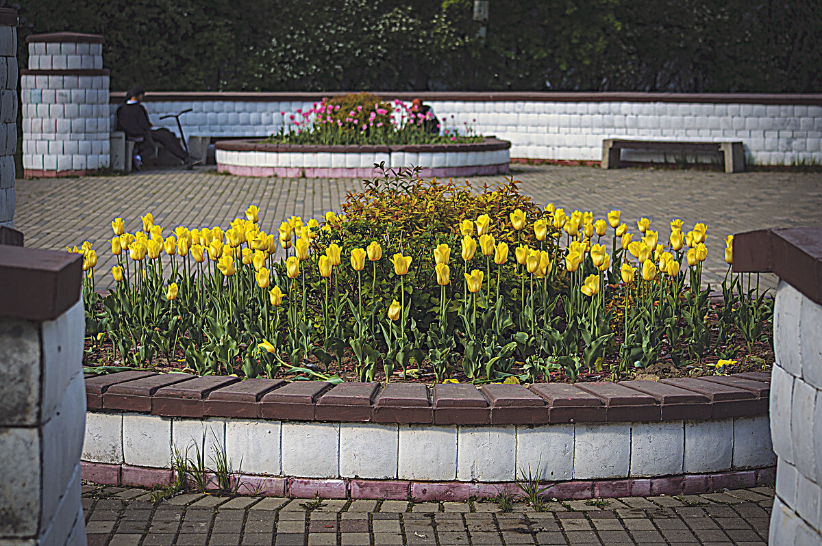 Клумба - Владимир Кроливец