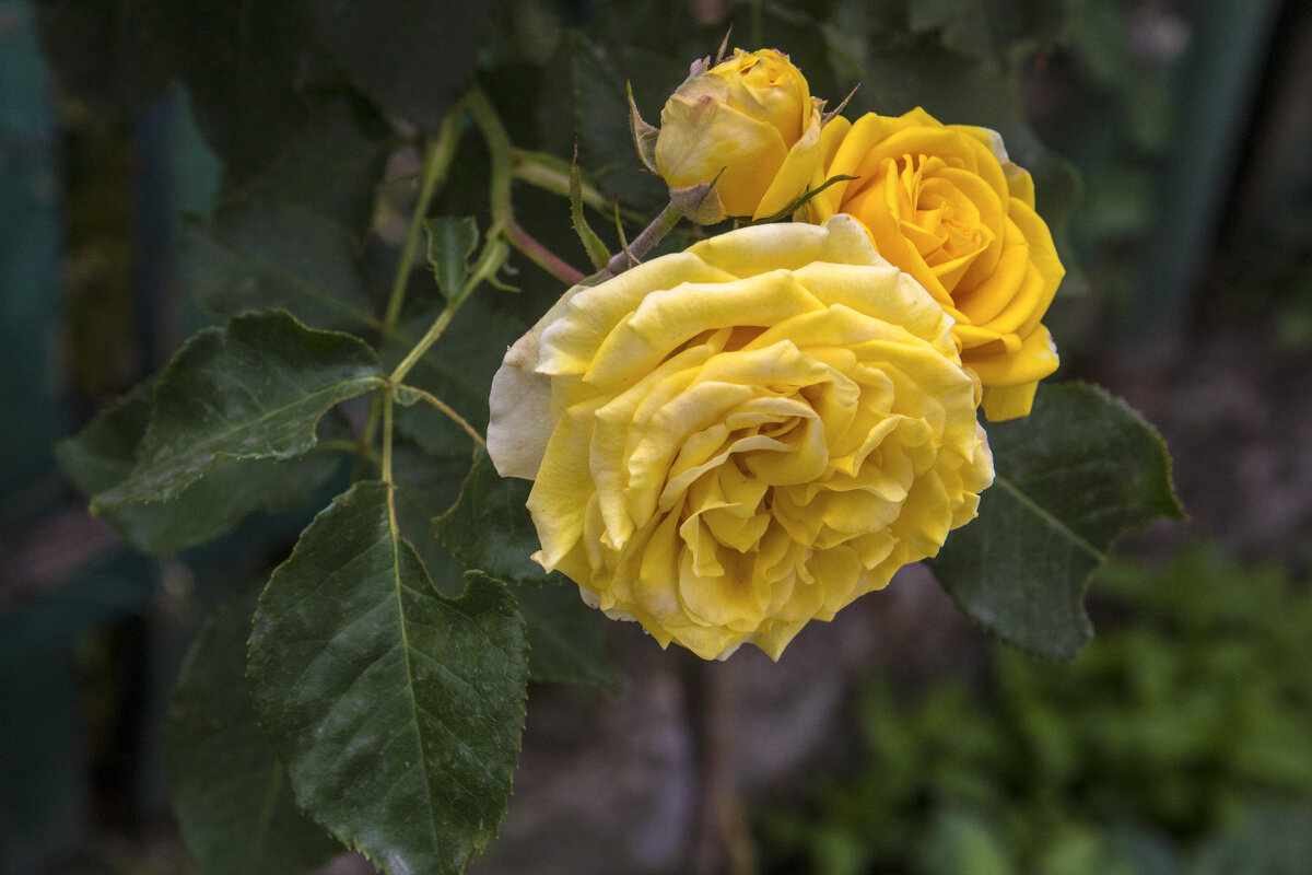 Жёлтые розы - Валентин Семчишин Жёлтые розы - Валентин Семчишин