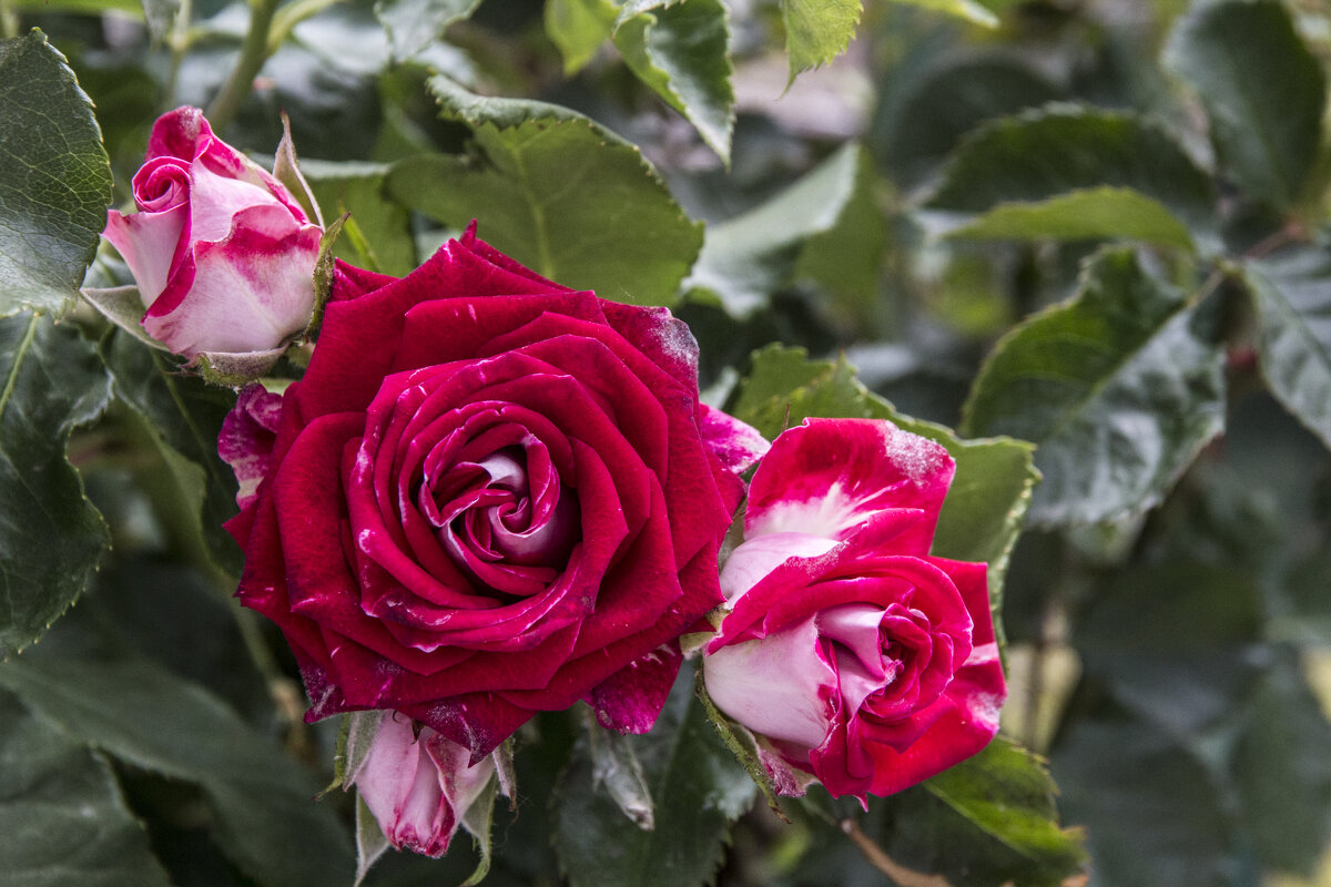 Алая роза Руби Стар - Валентин Семчишин Алая роза Руби Стар - Валентин Семчишин