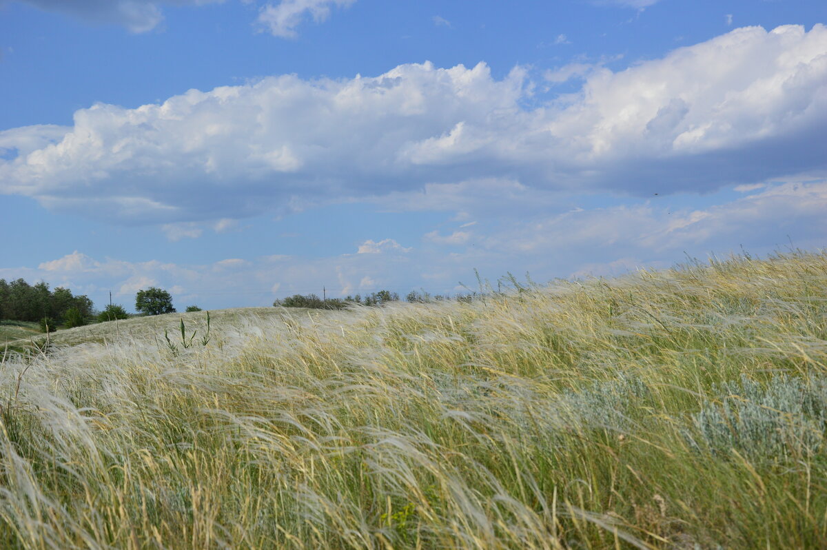 Ковыль. - Виктор 