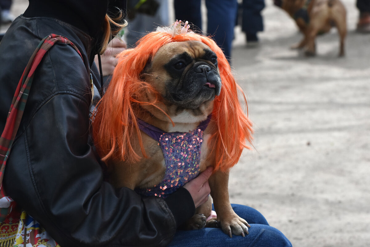 Москва. Парад французских бульдогов в усадьбе «Воронцово». - Наташа ***** Москва. Парад французских бульдогов в усадьбе «Воронцово». - Наташа *****