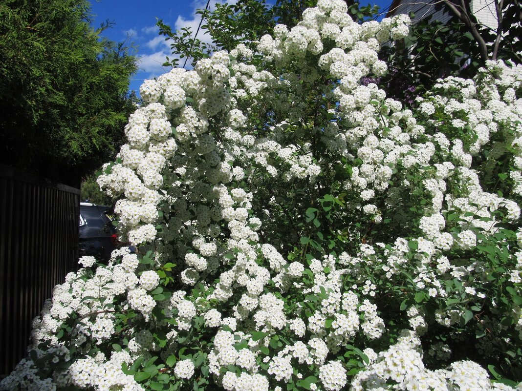 май - Елена Шаламова