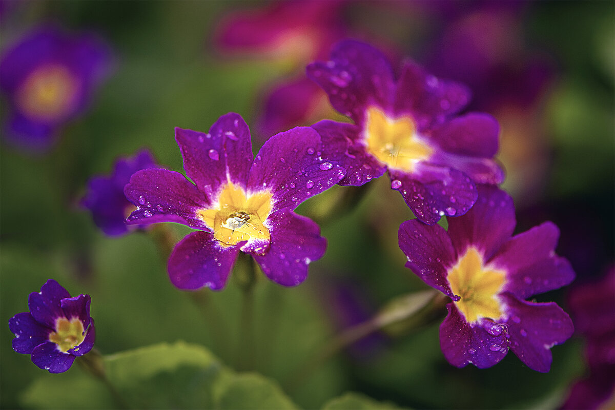 * - Svetlana Galvez * - Svetlana Galvez