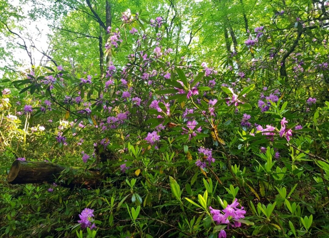 Рододендроновый лес - Tata Wolf