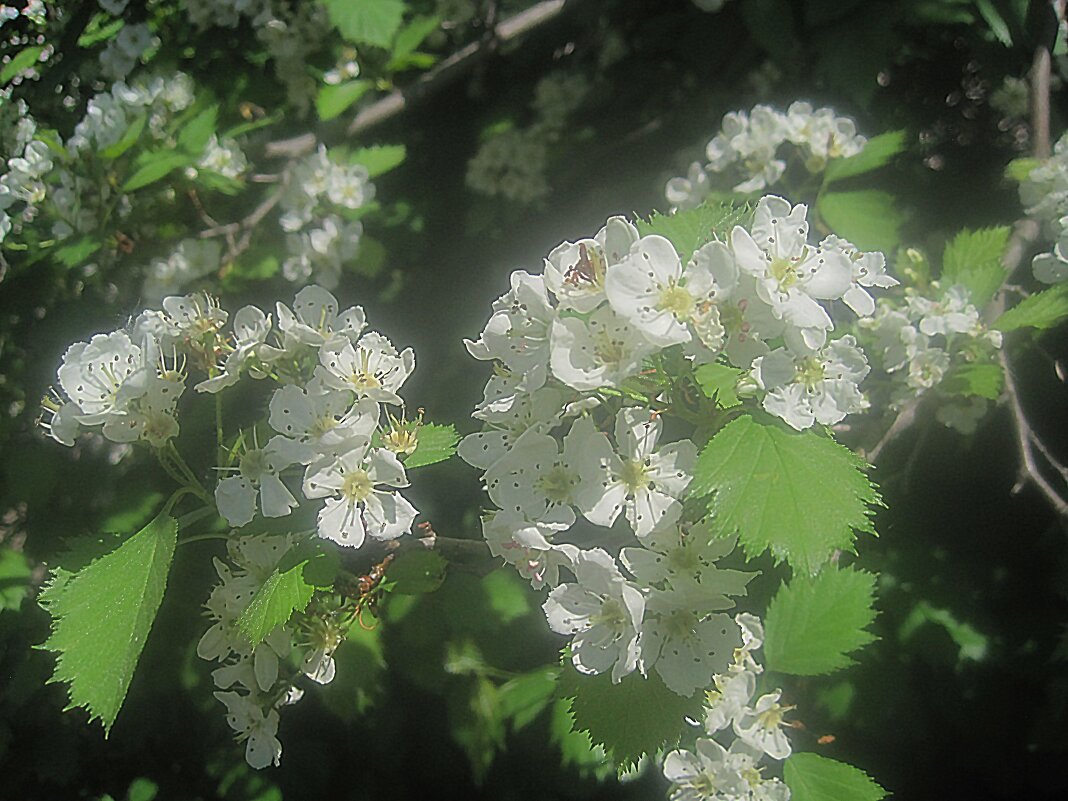 Цветущий май - Елена Семигина