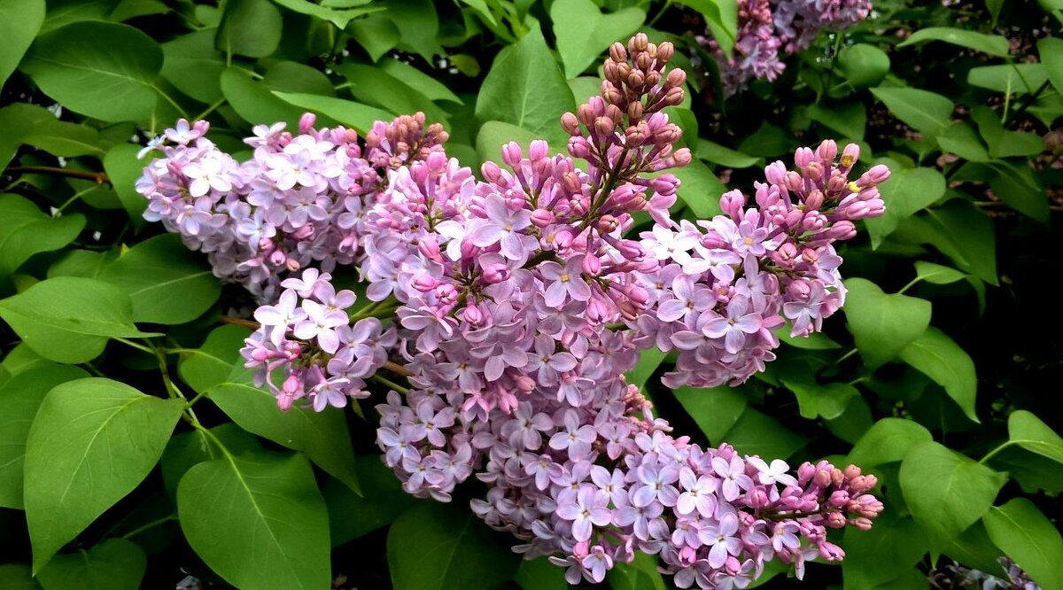 Сирень и месяц май - Елена Семигина Сирень и месяц май - Елена Семигина