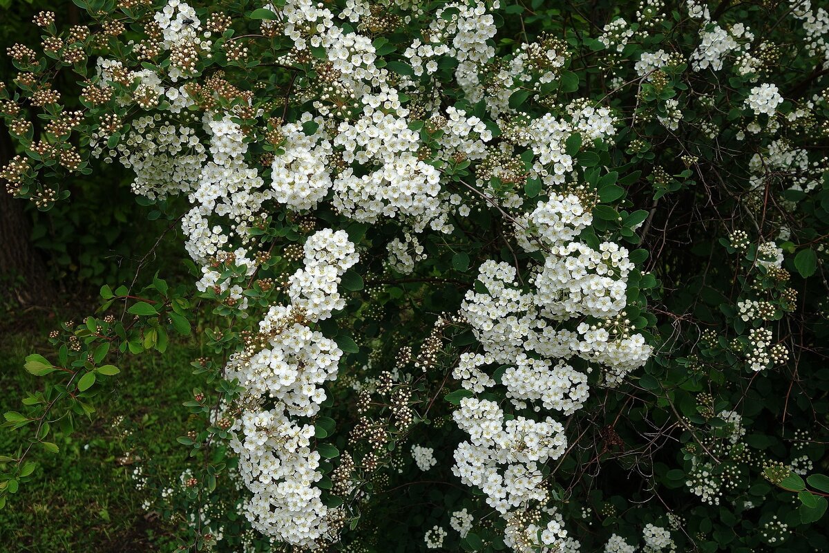 Цветет Спирея - Рита Симонова Цветет Спирея - Рита Симонова