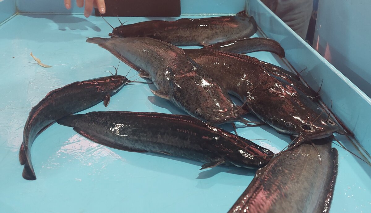 Африканский клариевый сом. Уникальная рыба!!! - ИРЭН@ . Африканский клариевый сом. Уникальная рыба!!! - ИРЭН@ .