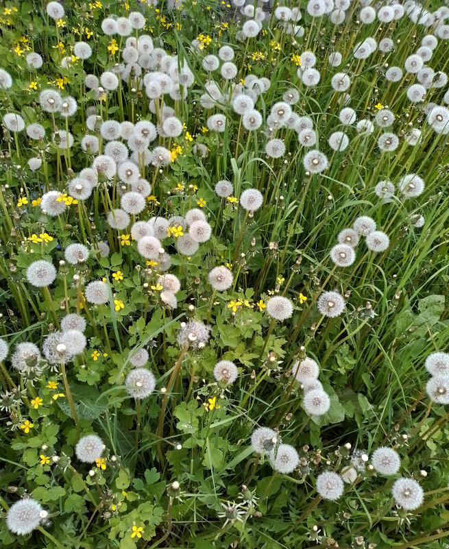 *** - Валентина Береснева *** - Валентина Береснева