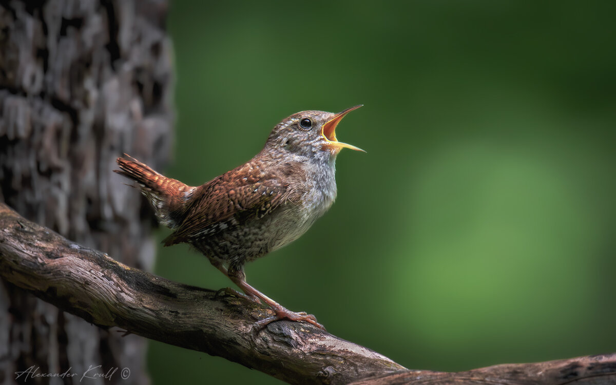 На весь лес! - Александр К. На весь лес! - Александр К.