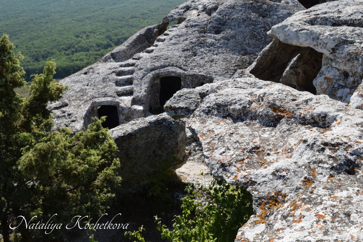 Природа Крыма - Amazing Cosmea