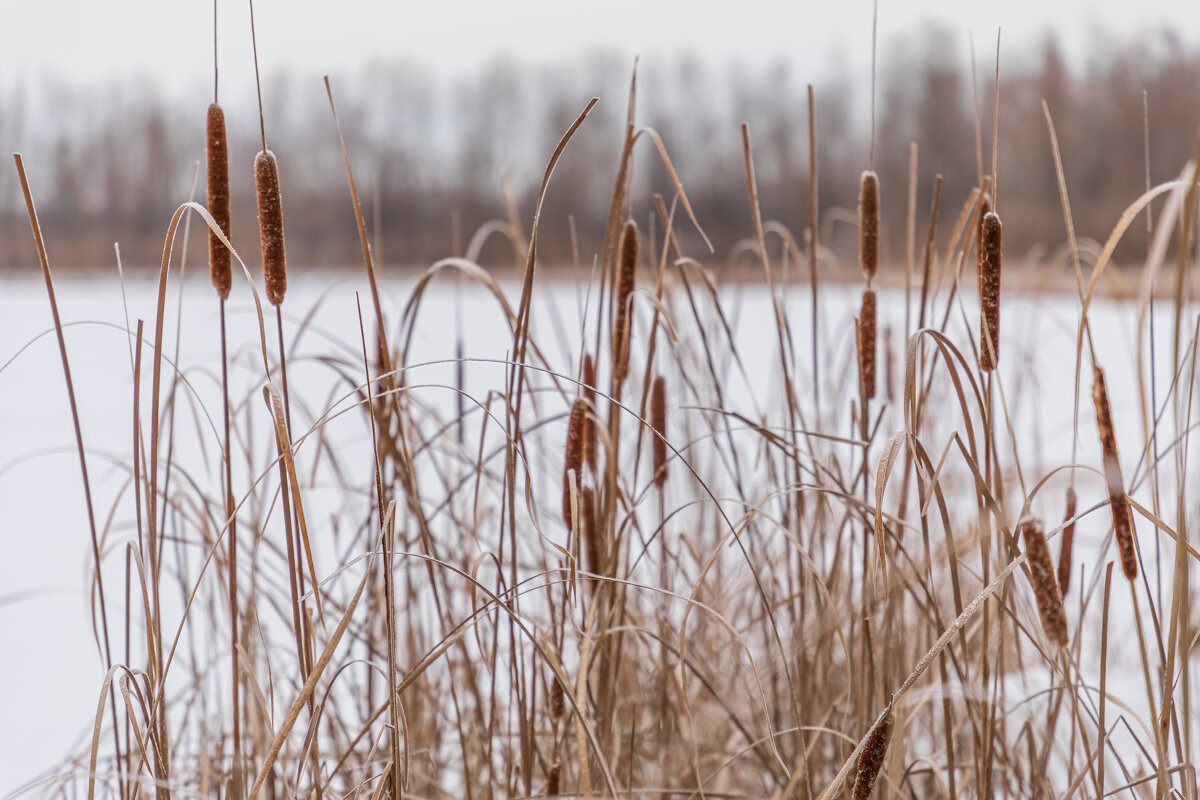 Зимнее озеро - Татьяна Гузева
