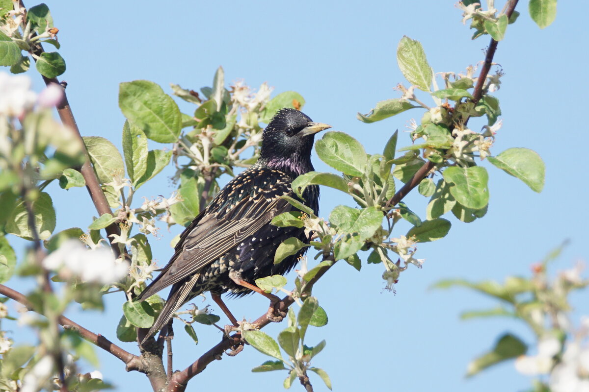 Скворец - Василий Панкрушов