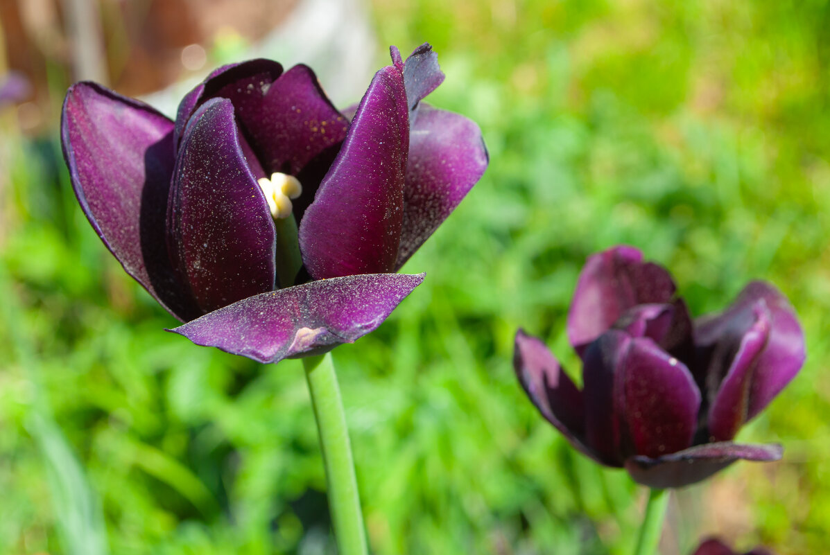 Тюльпан Queen of Night (Квин оф Найт, «Королева ночи») — сорт с бутонами тёмно-бордового цвета - Анастасия Логинова Тюльпан Queen of Night (Квин оф Найт, «Королева ночи») — сорт с бутонами тёмно-бордового цвета - Анастасия Логинова