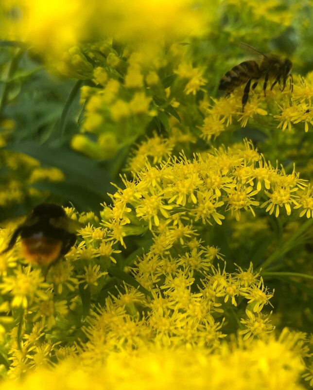 *** - Жанна Zhanna