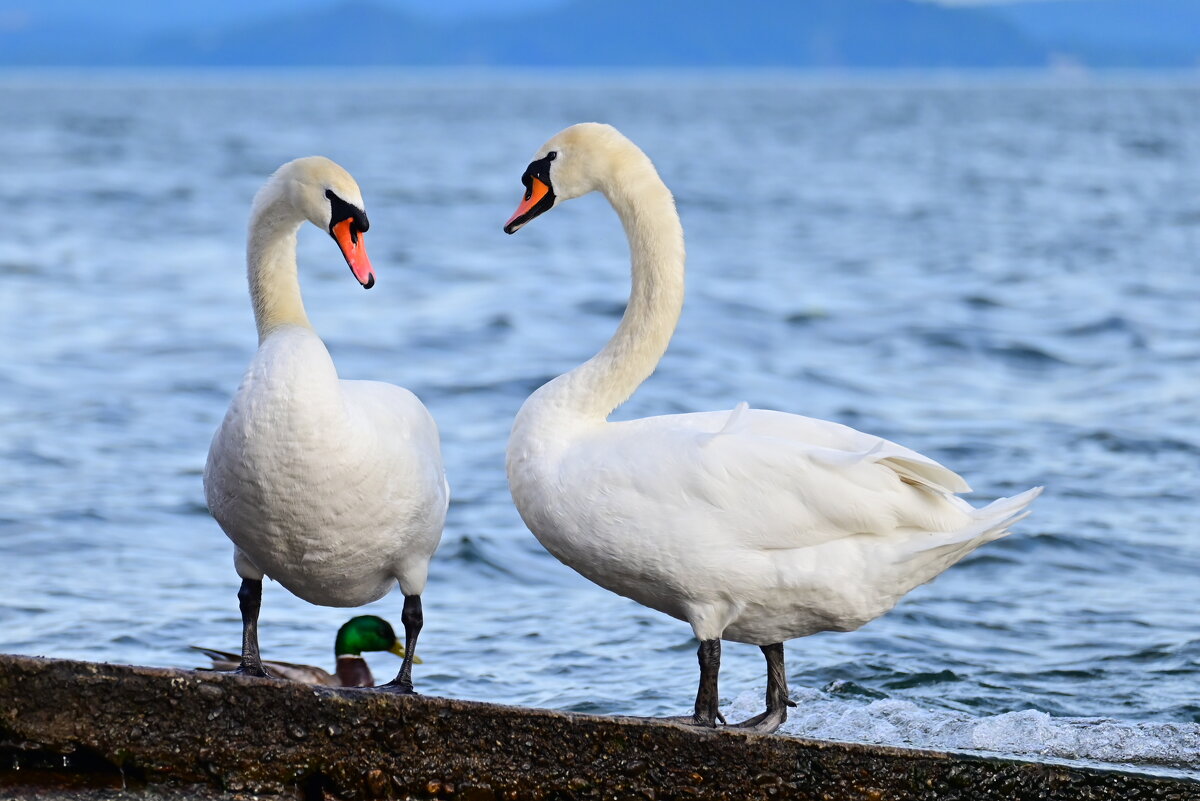 Лебеди - Светлана 