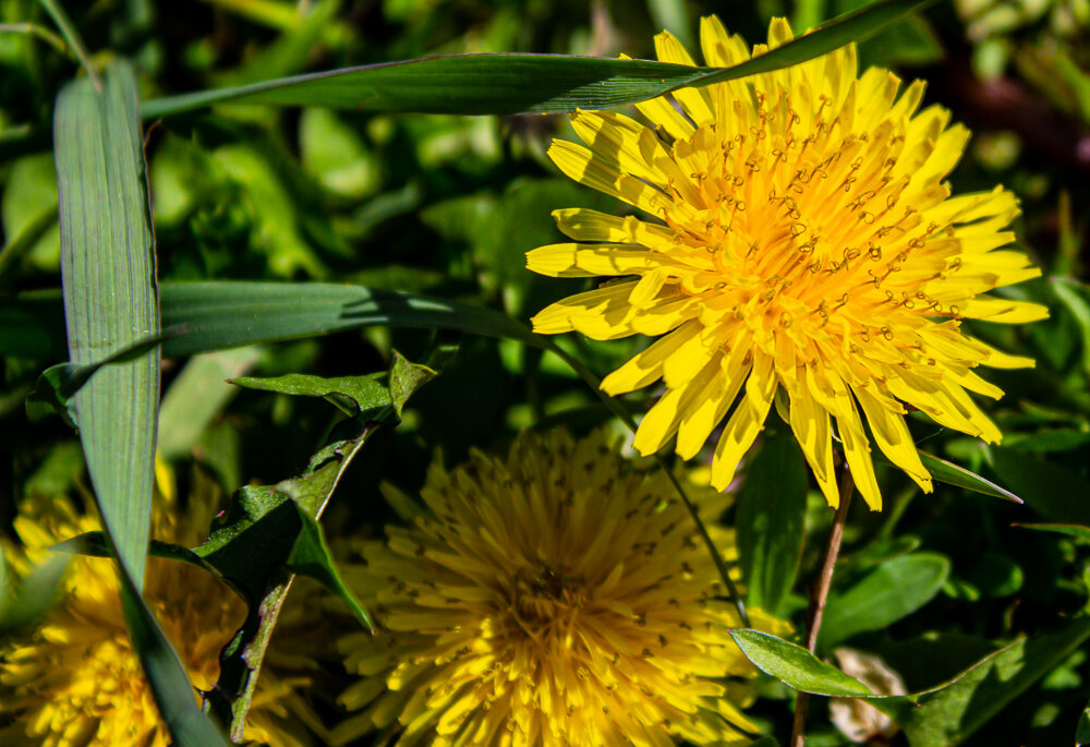 Одуванчики - Светлана SvetNika17