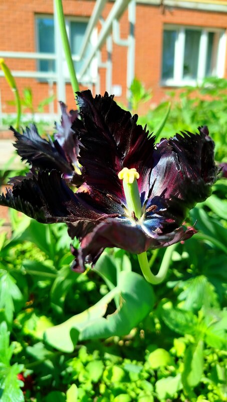 Редко вижу такие тюльпаны - светлана льдокова Редко вижу такие тюльпаны - светлана льдокова