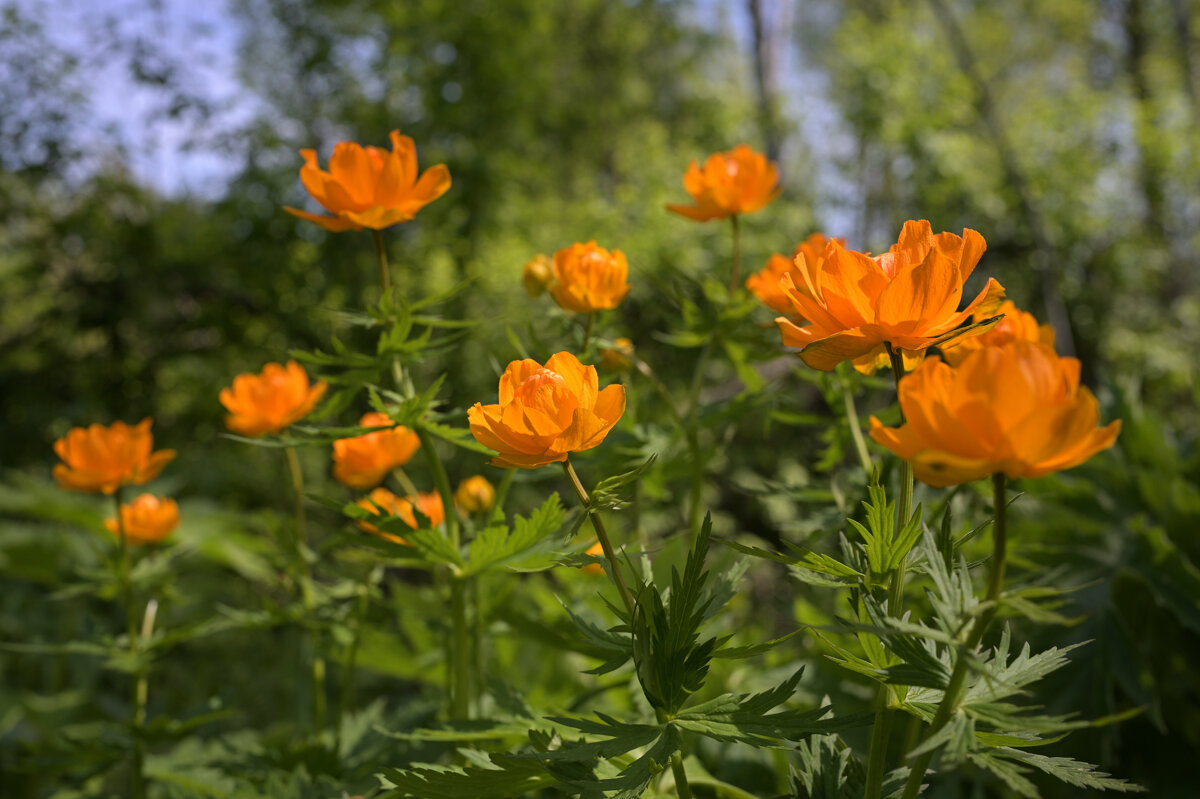 Огоньки - Дмитрий Шемонаев