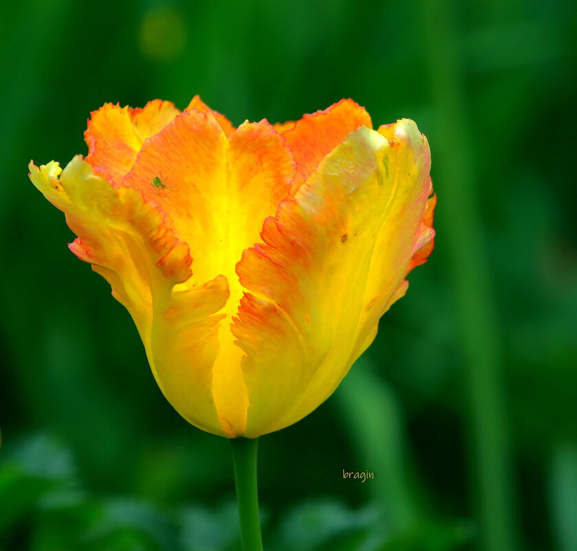 тюльпан расцвёл... - Andrey Bragin 