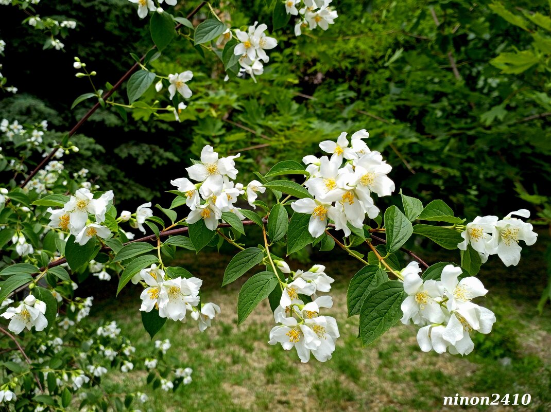 Чубушник (жасмин) - Нина Бутко Чубушник (жасмин) - Нина Бутко