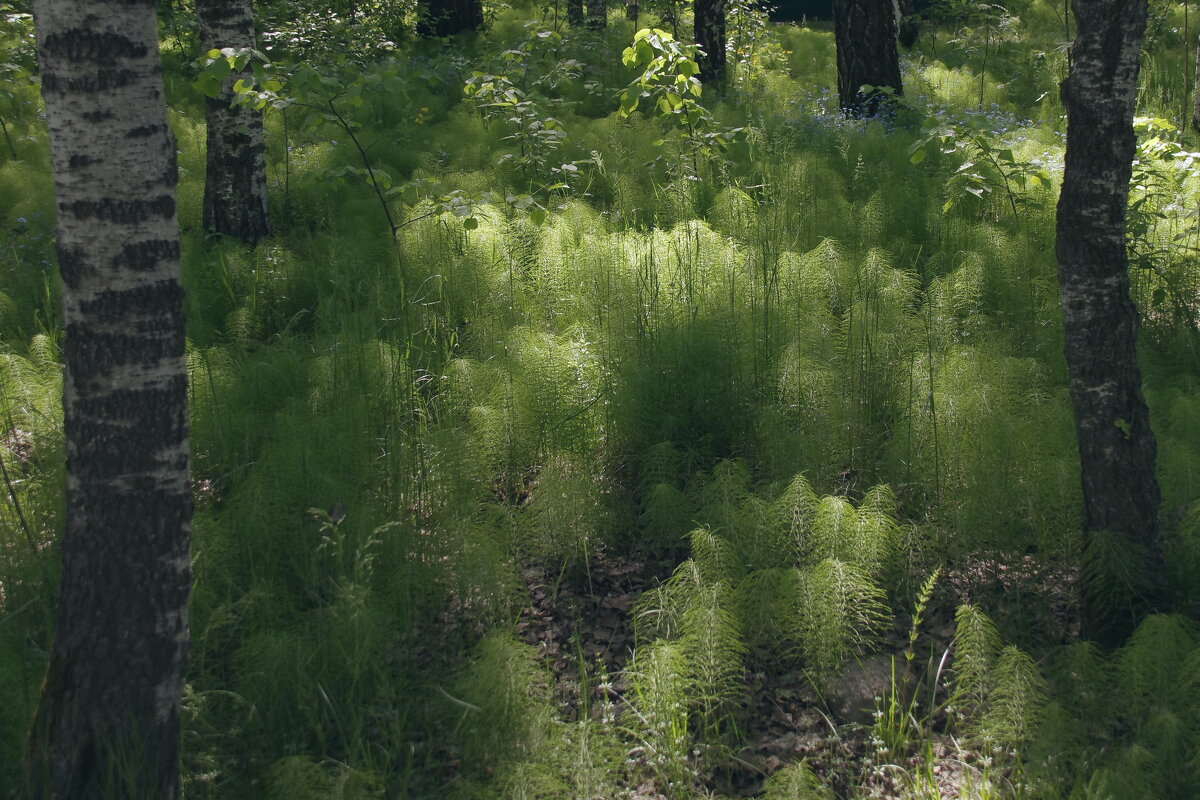 Утро в лесу - Сергей Швечков Утро в лесу - Сергей Швечков